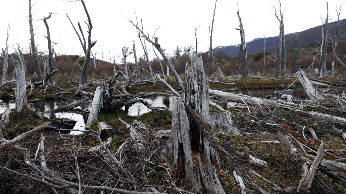 El castor, la plaga que arrasa bosques patagónicos en Chile