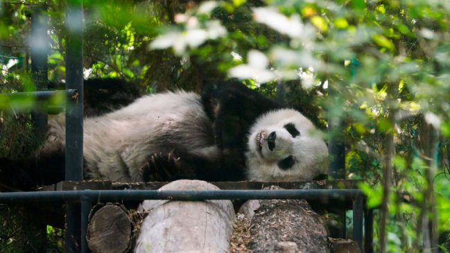 Continúan recuperación de principales poblaciones de vida silvestre bajo protección en China