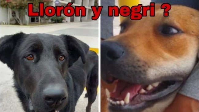  Universidad desvinculó a cuatro funcionarios por muerte de perros comunitarios  