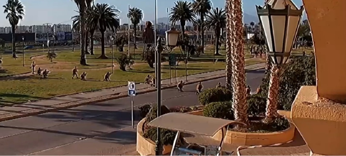 Estallido Social: el lunes comienza juicio contra exmilitares por muerte de Romario Veloz en La Serena