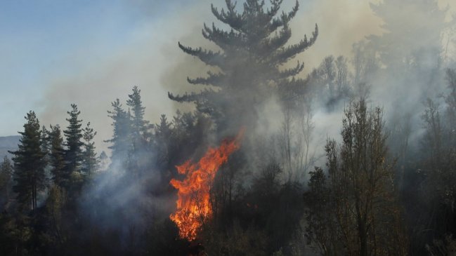 Conaf: De los incendios forestales investigados en la última temporada, un tercio fueron intencionales