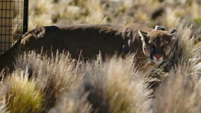 cada vez Hermanos Ministerio Puma andino fue encontrado en almacén de aceitunas en Perú: Ya está de  vuelta en su hábitat - Cooperativa.cl