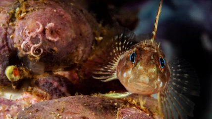   Día de los Océanos: Lanzan nueva edición del concurso fotográfico 
