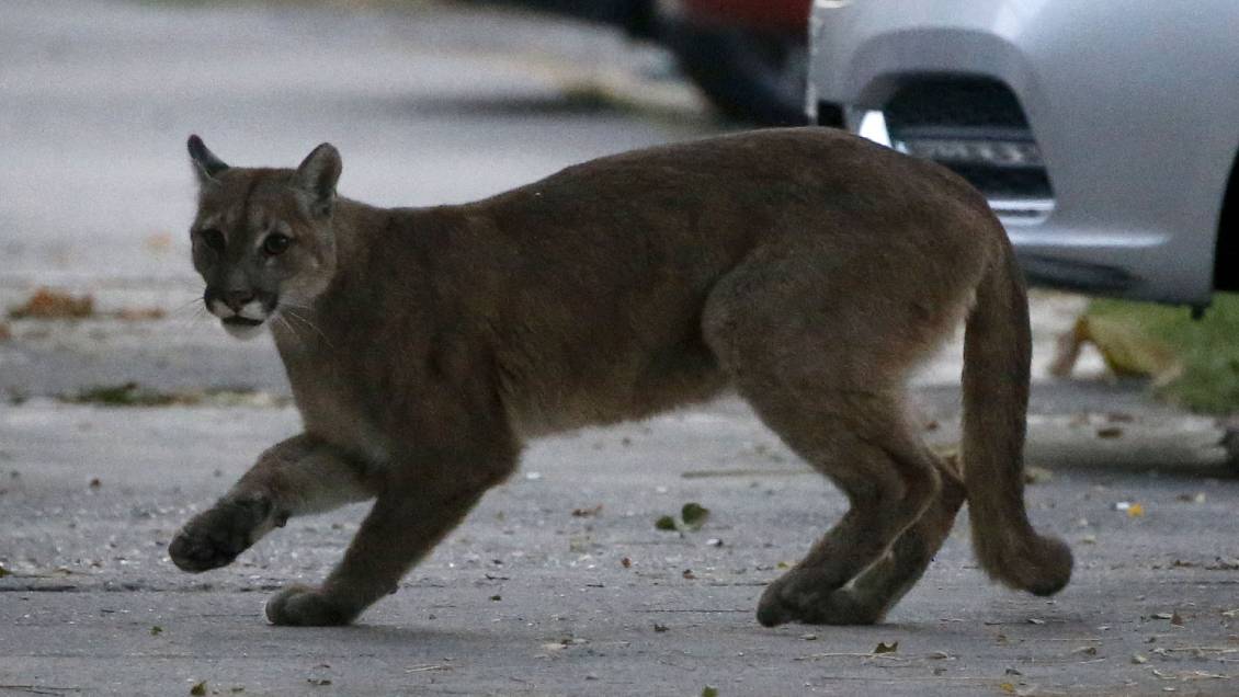 La conquista de la naturaleza: los animales viajaron un 73% más lejos en el confinamiento