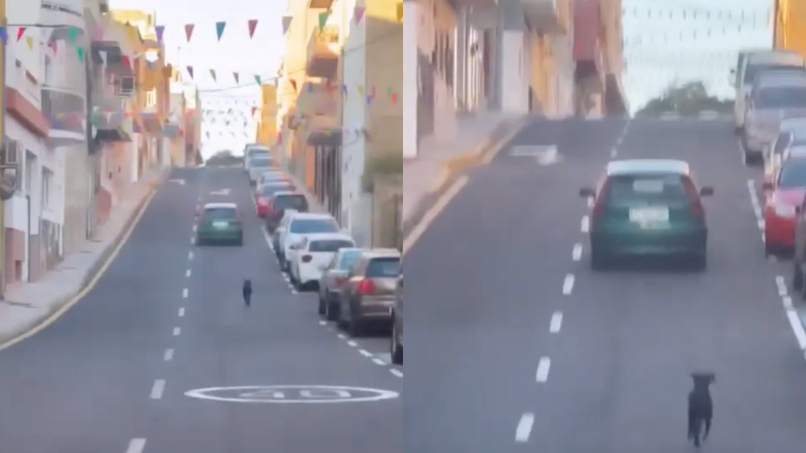 España: Perro corrió detrás del auto de su dueña que lo abandonó en la calle