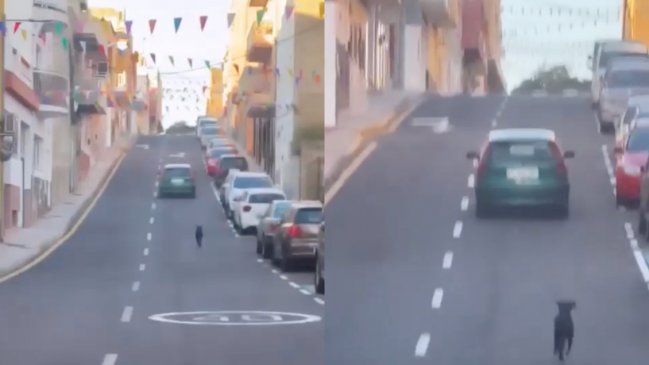 España: Perro corrió detrás del auto de su dueña que lo abandonó en la calle