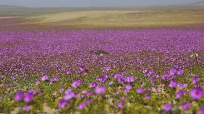 El Desierto Florido ya es oficialmente un Parque Nacional