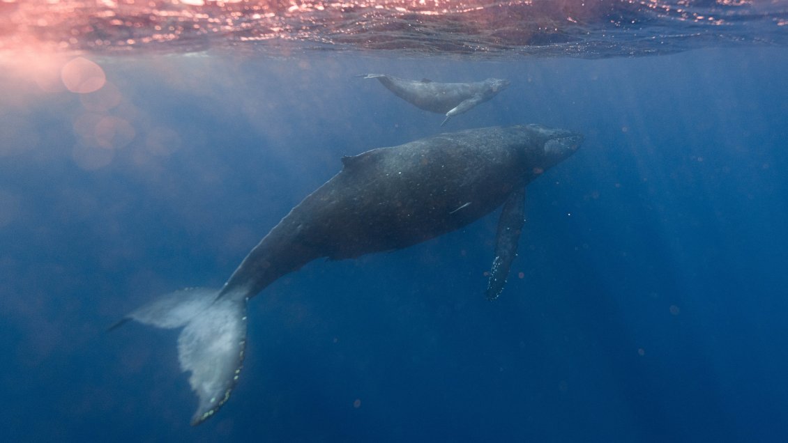 Islandia suspende de forma temporal la caza de ballenas tras conocerse un informe crítico