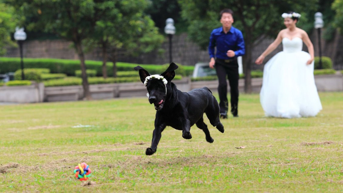 Pareja pidió curiosa exigencia para su boda: Permitirán mascotas, pero no niños