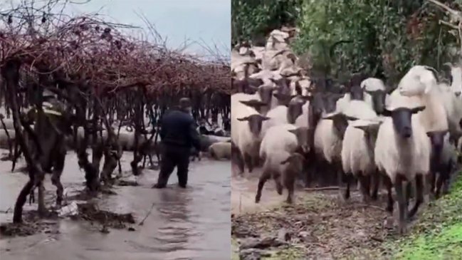Rescatan rebaño de ovejas en medio las inundaciones en la Región del Maule