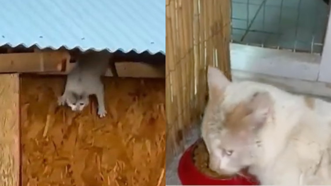 Colegio Médico Veterinario confirmó el rescate del gatito que saltó al agua durante inundaciones