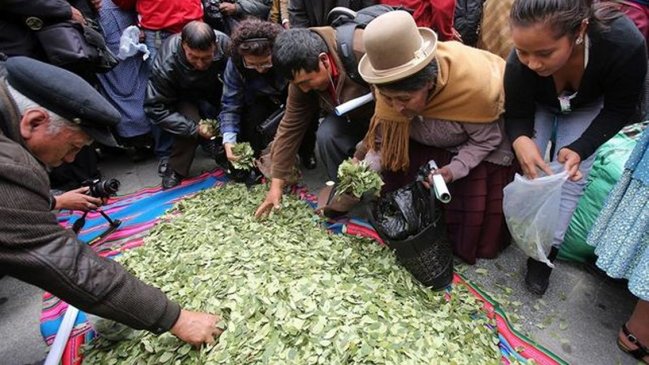 Precio de la hoja de coca en Bolivia bajó por incremento de cultivos y la 
