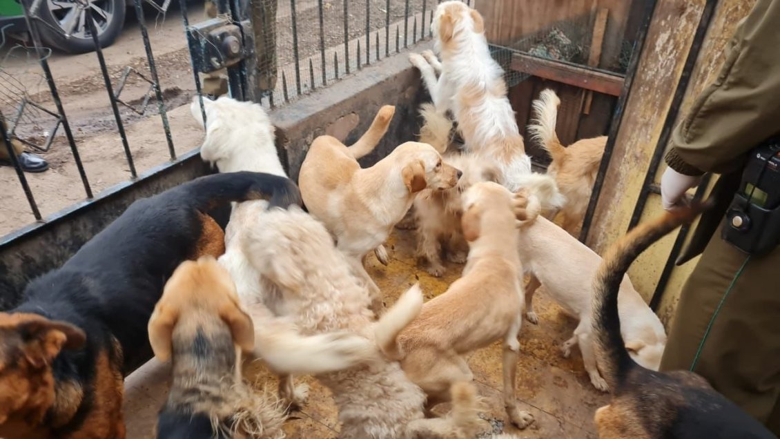 Rescatan a 23 perros que estaban en situación de maltrato y hacinamiento en una vivienda de Conchalí