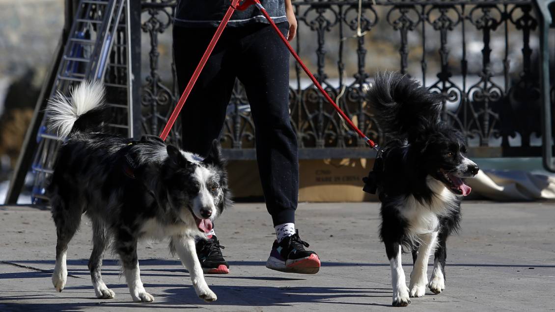 es ilegal negar un perro de servicio