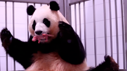   Corea del Sur celebra el nacimiento de sus primeras pandas gemelas 