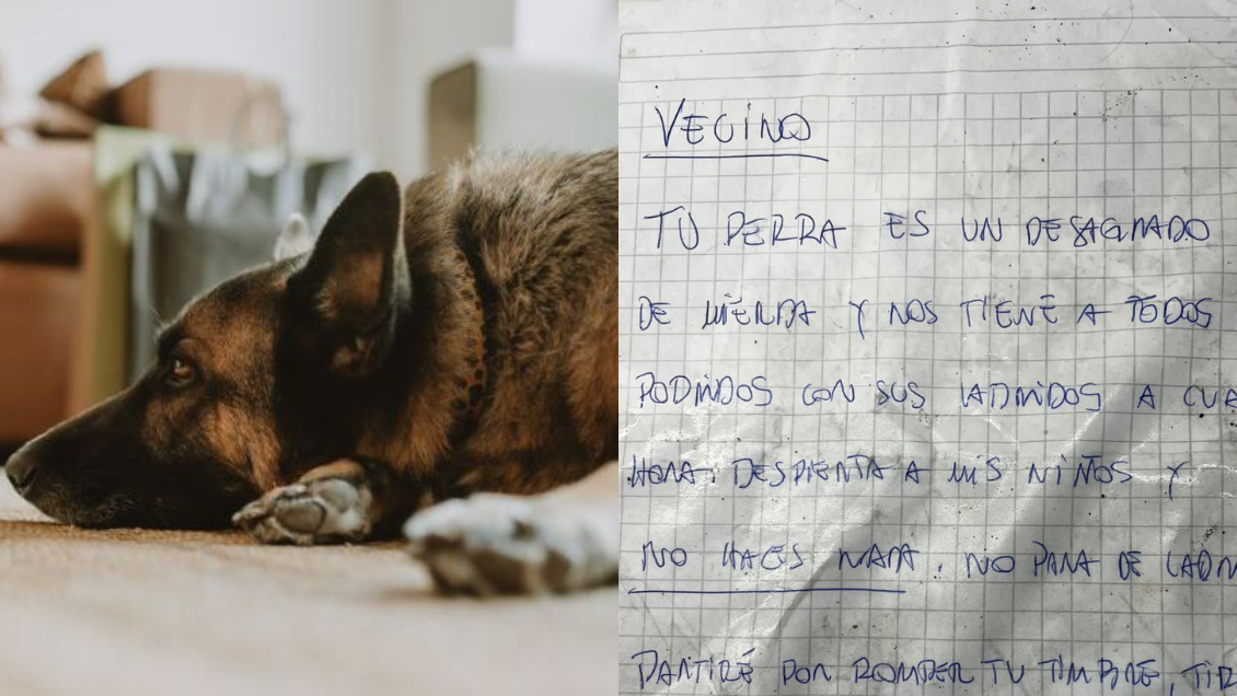 Familia de Vitacura denuncia violentas amenazas por su perrita: Vecino dijo que la envenenará