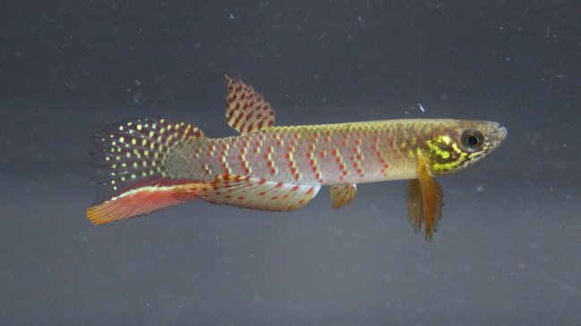 Encuentran pez que sobrevive fuera del agua y que cambia su forma de respirar