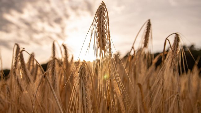 Rusia suspende el acuerdo de exportación de grano a través del mar Negro