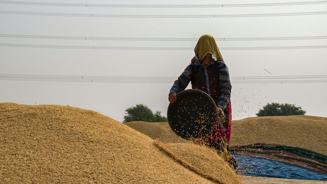 EEUU pidió a Rusia a reanudar el acuerdo del grano y advirtió del impacto de su suspensión