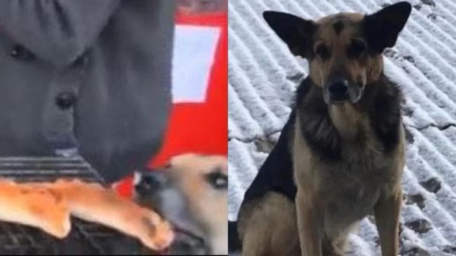 Murió el perrito ladrón de empanadas de Andacollo, famoso por video viral