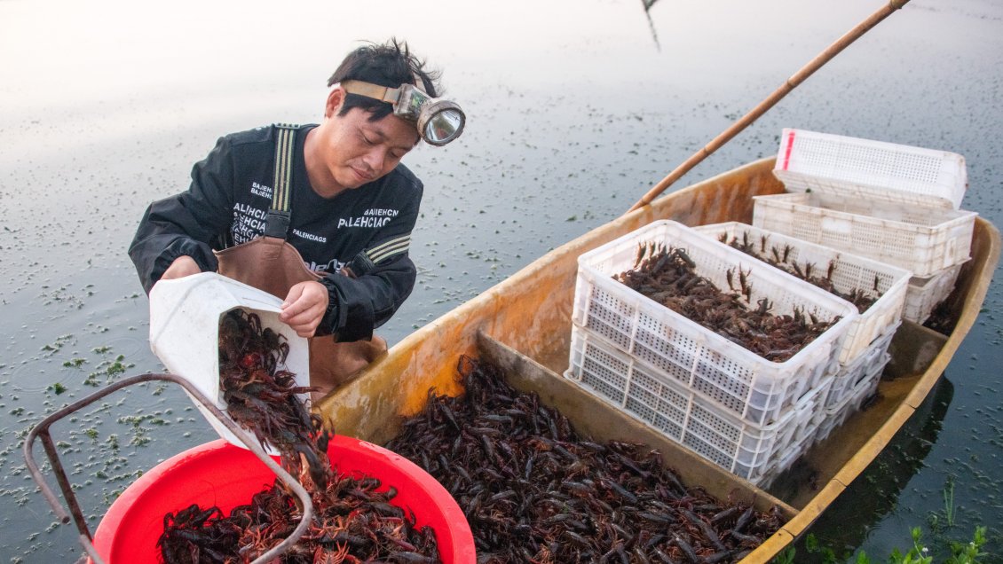 Adolescente descubrió una nueva especie de cangrejo de río en el sur de China