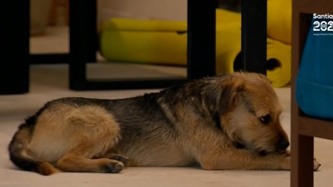 Marca auspiciadora de 