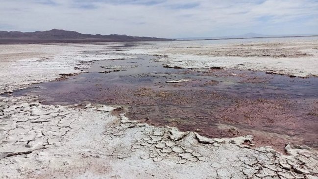 CDE presentó en Tribunal Ambiental pruebas del daño causado por mineras al Salar de Atacama