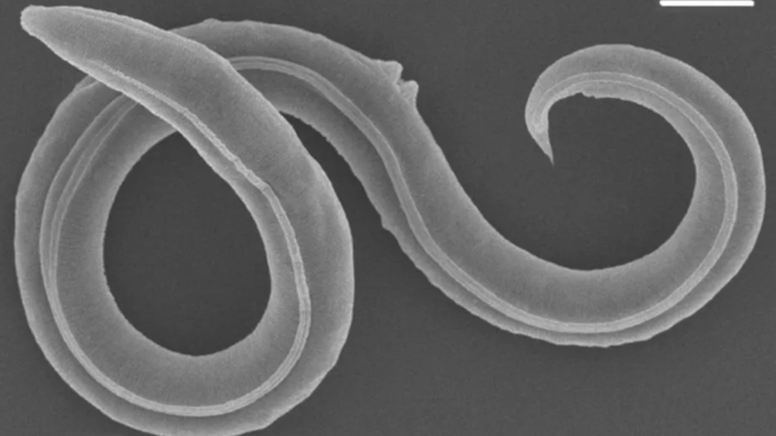 Científicos revivieron a gusano congelado hace 46.000 años en Siberia