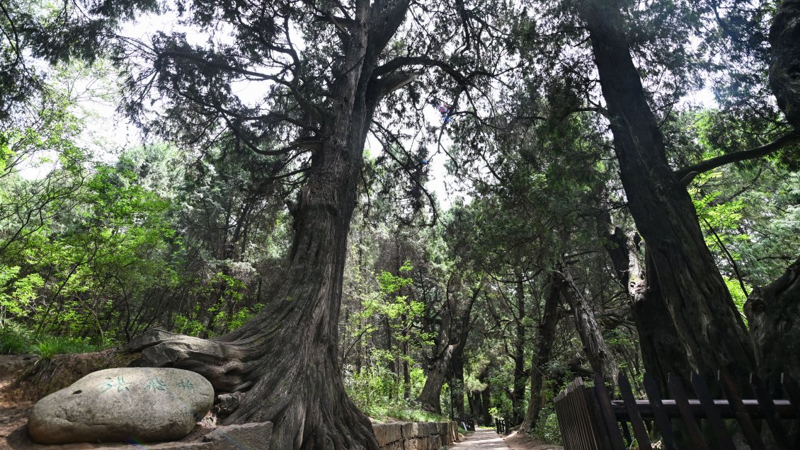 Xi Jinping pidió proteger antiguos cipreses de Sichuan 