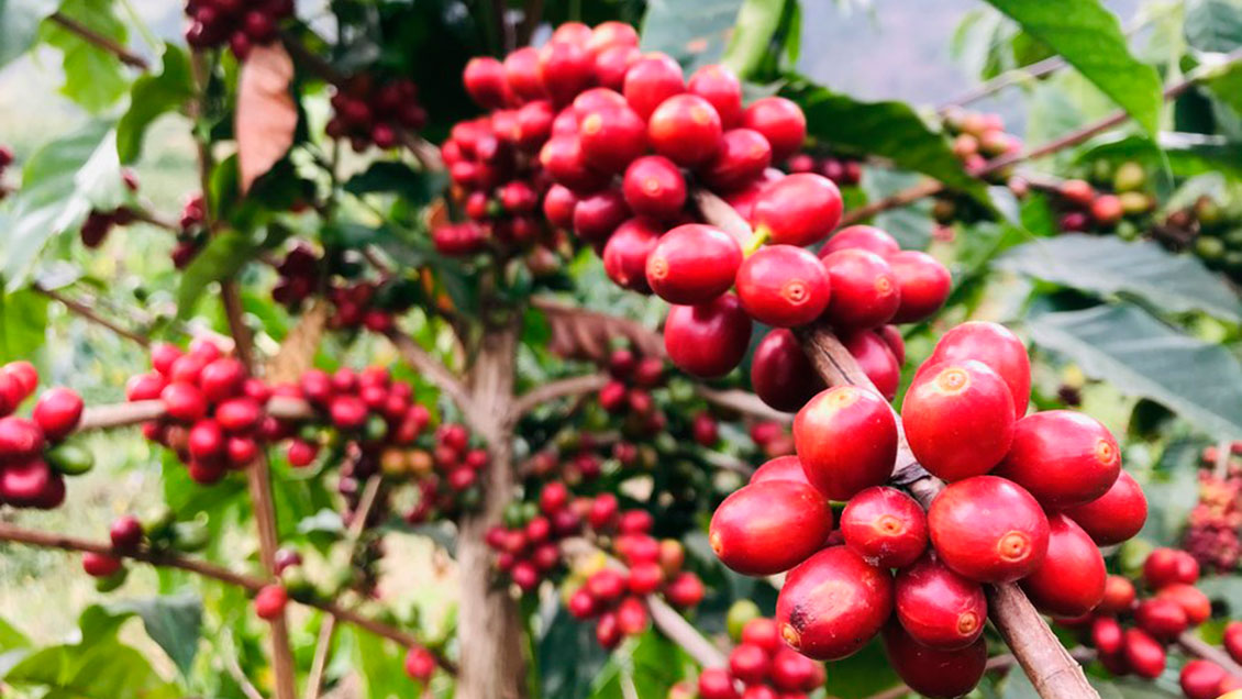 Oro líquido: El viaje de una taza de café a los Juegos Universitarios en Chengdu