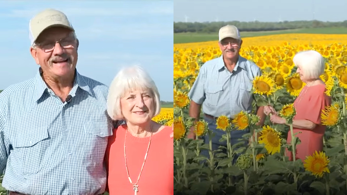 Hombre plantó más de un millón de girasoles como regalo de aniversario para su esposa