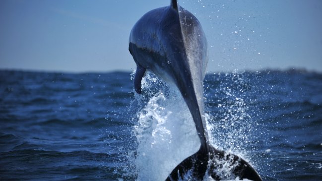 Consejo de Ministros aprobó área costera protegida en el Archipiélago de Humboldt