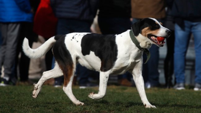 Una perra con un balazo en la cabeza fue encontrada deambulando por las calles de Florida