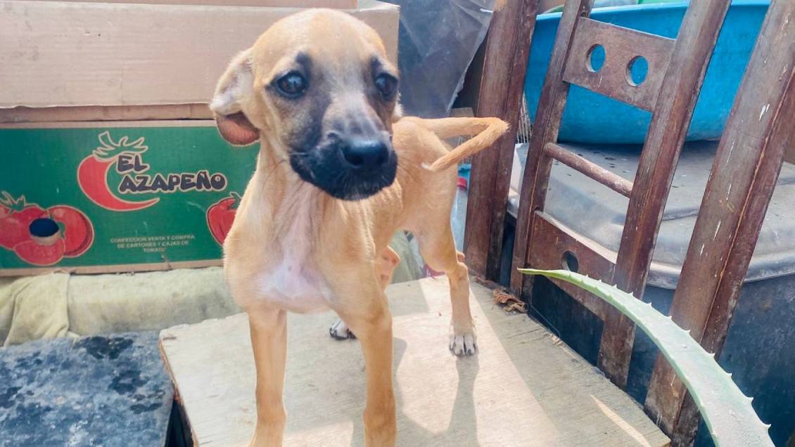 Dos personas fueron detenidas por tener a 15 perros desnutridos y con parásitos