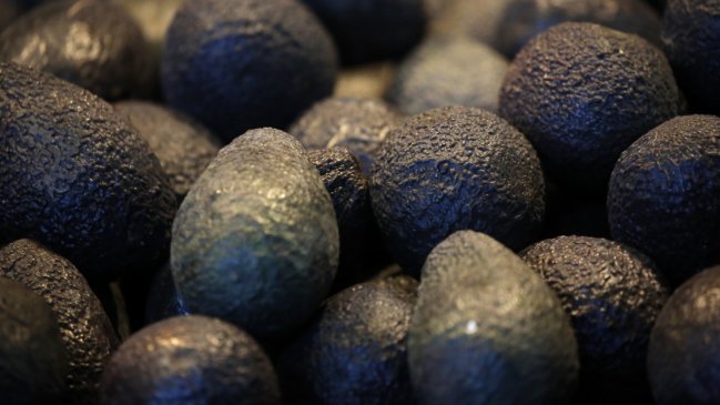 Hombre murió baleado: presuntamente entró a robar paltas a un fundo en Quillota