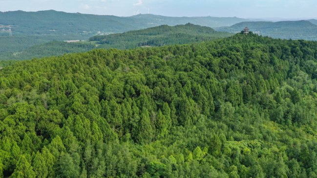 Investigadores usan datos de anillos de árboles para enriquecer historia climática en China