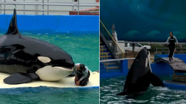 Murió Lolita, la orca cautiva desde 1970 en Miami