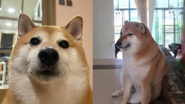 Murió Balltze, el famoso perro meme conocido como 