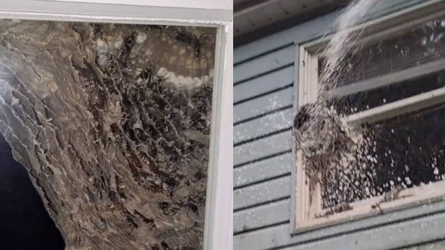 Hombre encontró enorme panal de avispas en su ventana tras volver de vacaciones