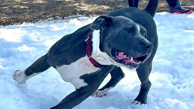 Texas: Refugio sorprendió a animales con día de nieve en medio de ola de calor
