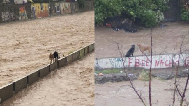 Rescatan a perritos que quedaron atrapados en el Río Mapocho por el sistema frontal