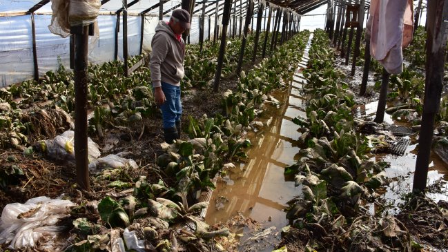 Sector agrícola busca ayuda pública y privada para apaciguar daños del sistema frontal