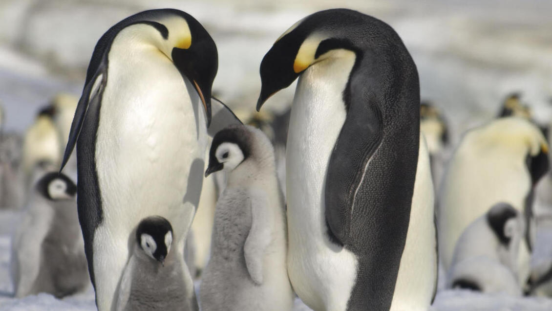 Colonias de pingüinos emperador sufren efectos catastróficos por pérdida de hielo en la Antártida