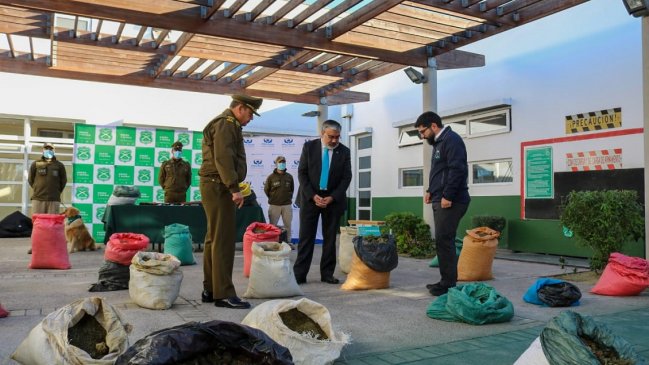 Carabineros incautó 334 mil dosis de marihuana en Río Hurtado