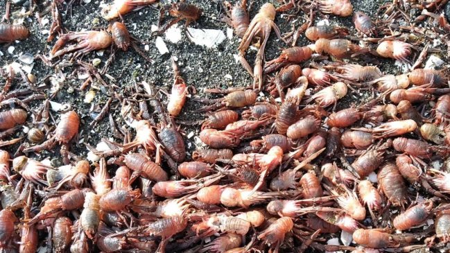 Sernapesca monitorea varamiento de langostinos en isla de Puerto Montt