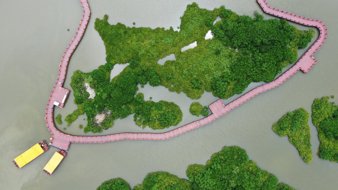 Aumenta la cobertura de bosques de manglares en China