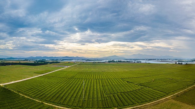 China propone ocho tareas para garantizar la seguridad alimentaria