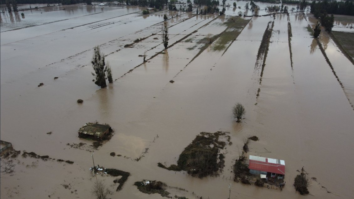 Cómo afectaron las inundaciones a cada cultivo en campos del Maule