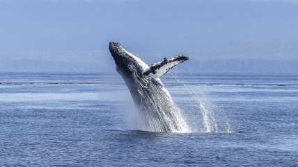   Islandia volverá a permitir la caza de ballenas 