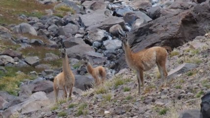  Consejo de Ministros aprobó la creación de cinco nuevos Santuarios de la Naturaleza  